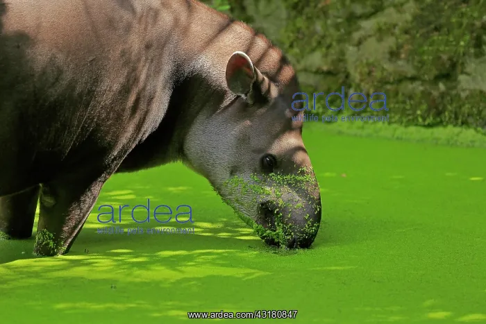 : Lowland tapir (Tapirus terrestris), adult, foraging : Lowland tapir (Tapirus terrestris), adult, foraging