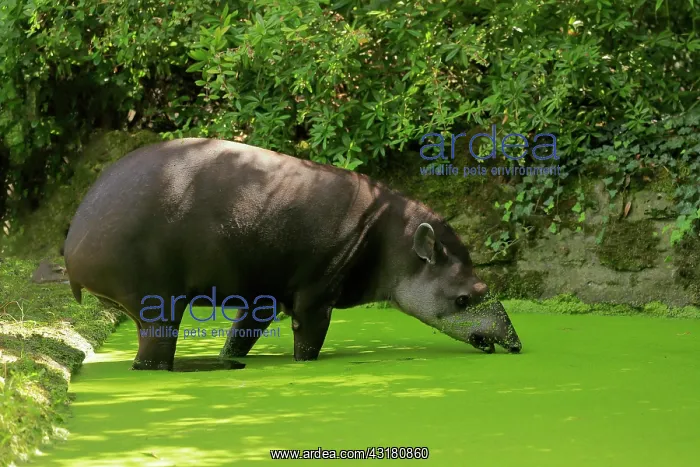 : Lowland tapir (Tapirus terrestris), adult, foraging : Lowland tapir (Tapirus terrestris), adult, foraging