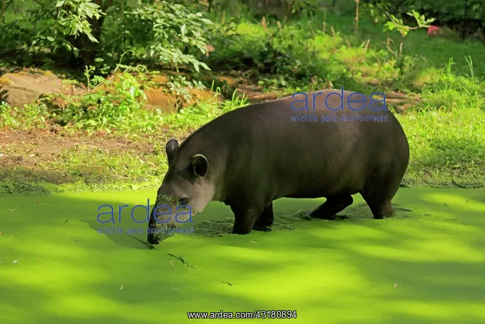 : Lowland tapir (Tapirus terrestris), adult, foraging : Lowland tapir (Tapirus terrestris), adult, foraging