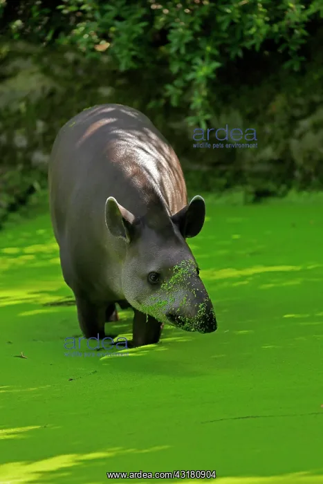 : Lowland tapir (Tapirus terrestris), adult, foraging : Lowland tapir (Tapirus terrestris), adult, foraging