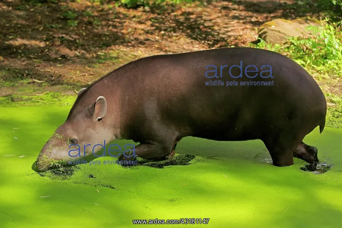 : Lowland tapir (Tapirus terrestris), adult, foraging : Lowland tapir (Tapirus terrestris), adult, foraging