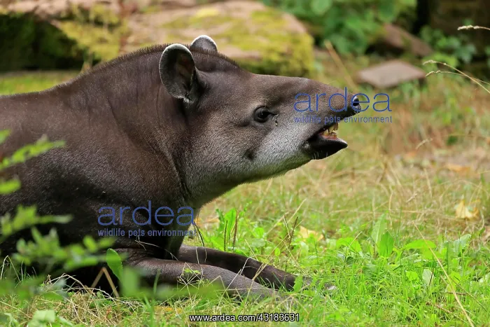 : Lowland tapir (Tapirus terrestris), adult, portrait : Lowland tapir (Tapirus terrestris), adult, portrait