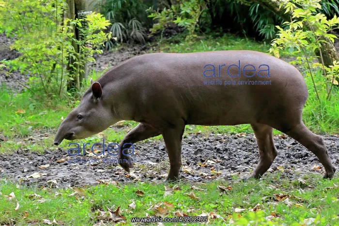 : Lowland tapir (Tapirus terrestris), adult, foraging : Lowland tapir (Tapirus terrestris), adult, foraging