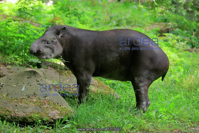 : Lowland tapir (Tapirus terrestris), adult, foraging : Lowland tapir (Tapirus terrestris), adult, foraging