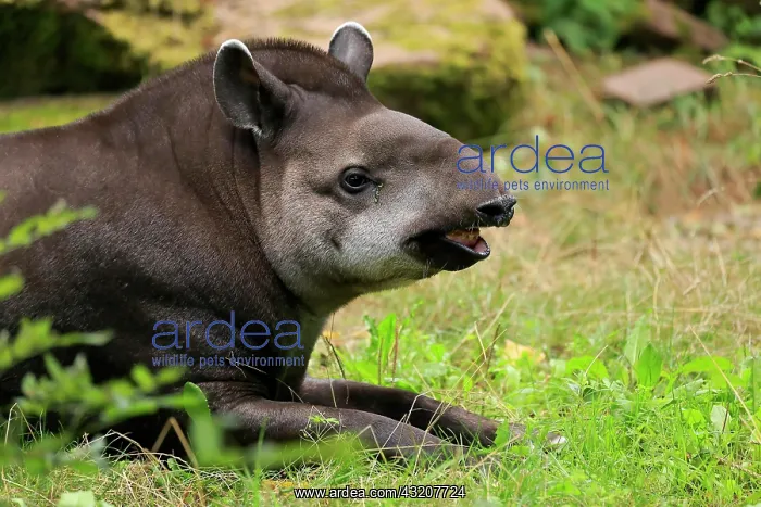 : Lowland tapir (Tapirus terrestris), adult, portrait : Lowland tapir (Tapirus terrestris), adult, portrait