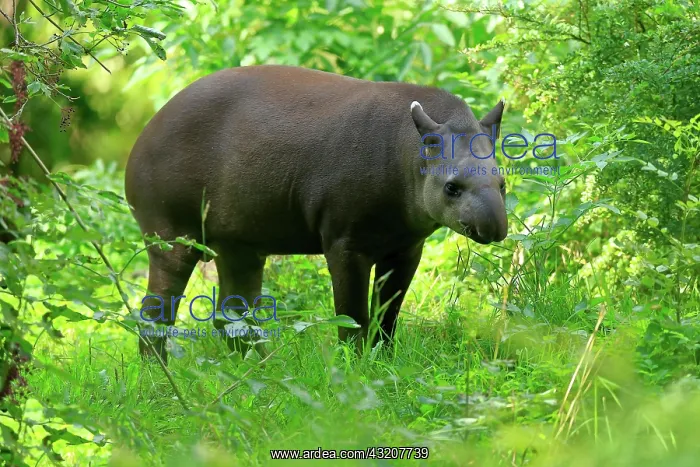 : Lowland tapir (Tapirus terrestris), adult, foraging : Lowland tapir (Tapirus terrestris), adult, foraging