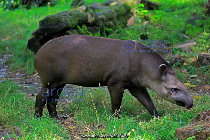  : Lowland tapir (Tapirus terrestris), adult, foraging