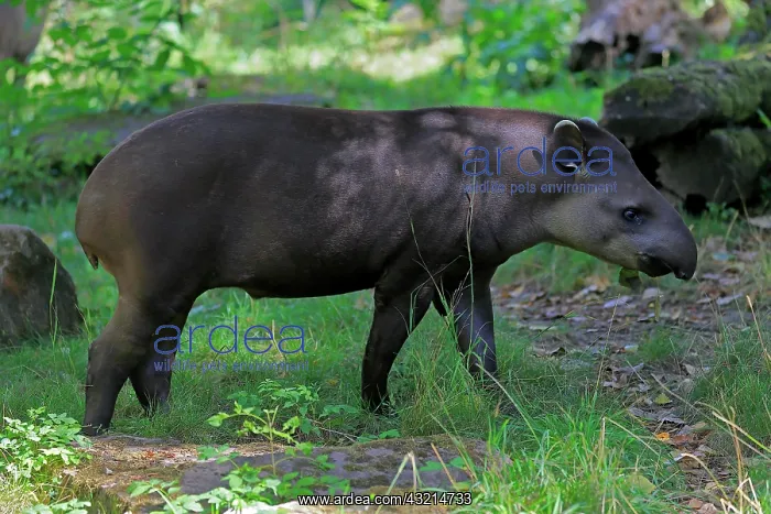 : Lowland tapir (Tapirus terrestris), adult, foraging : Lowland tapir (Tapirus terrestris), adult, foraging