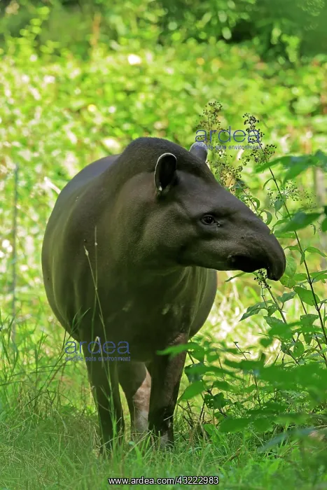 : Lowland tapir (Tapirus terrestris), adult, foraging : Lowland tapir (Tapirus terrestris), adult, foraging