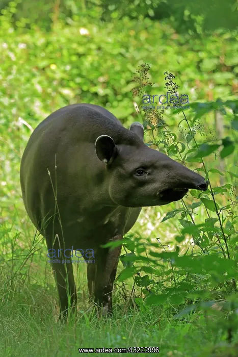 : Lowland tapir (Tapirus terrestris), adult, foraging : Lowland tapir (Tapirus terrestris), adult, foraging