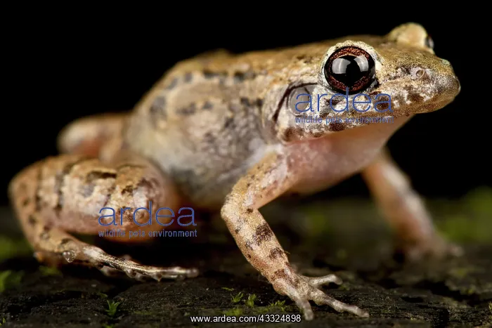 : Lowland tropical bullfrog (Adenomera andreae), o : Lowland tropical bullfrog (Adenomera andreae), o
