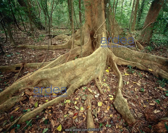  : Lowland tropical rainforest with buttress tree roots