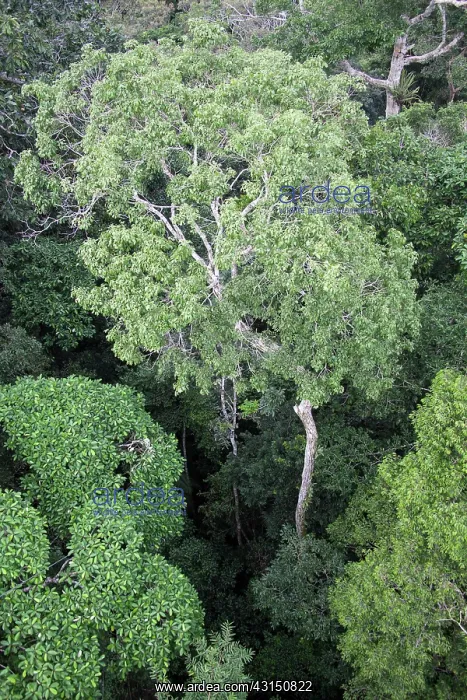 : Lowland tropical rainforest canopy as seen from a canopy tow : Lowland tropical rainforest canopy as seen from a canopy tow