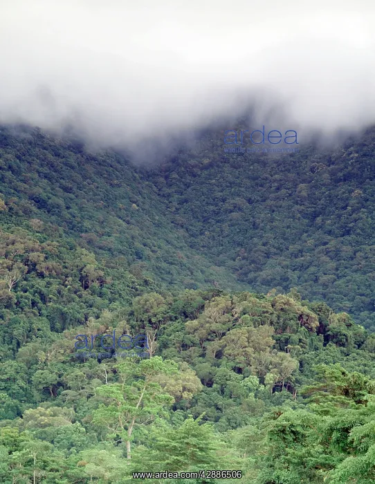  : Lowland tropical rainforest Cape Tribulation Section