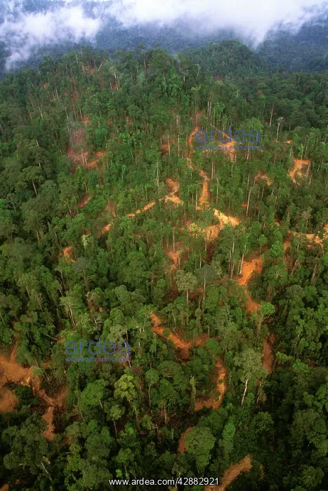 : Lowland tropical rainforest traditionally logged : Lowland tropical rainforest traditionally logged