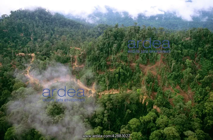 : Lowland tropical rainforest traditionally logged : Lowland tropical rainforest traditionally logged