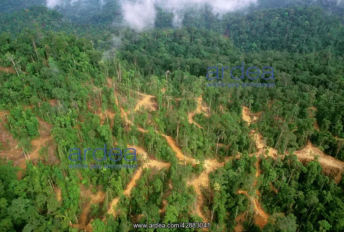 : Lowland tropical rainforest traditionally logged : Lowland tropical rainforest traditionally logged