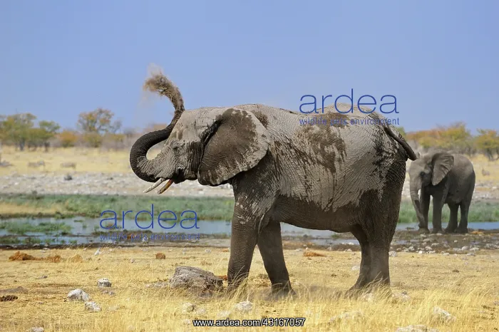 : Loxodonta africana Loxodonta : Loxodonta africana Loxodonta