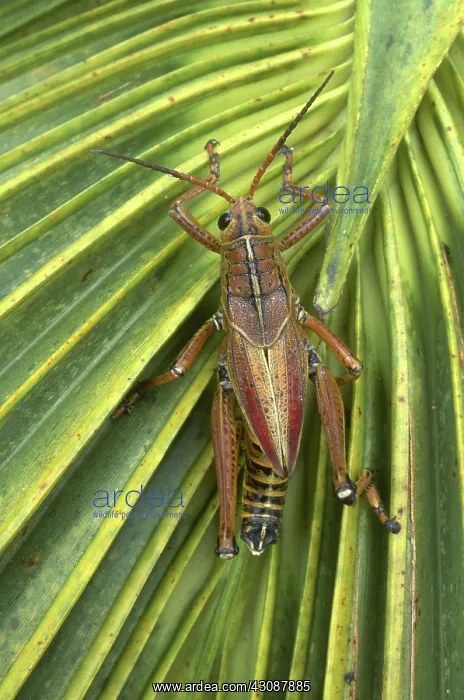 : Lubber Grasshopper : Lubber Grasshopper