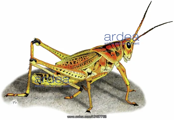 : Lubber Grasshopper : Lubber Grasshopper
