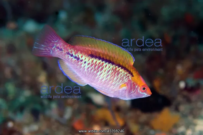 : Lubbock's Fairy-Wrasse : Lubbock's Fairy-Wrasse