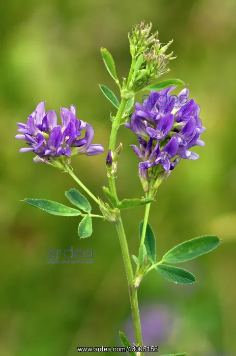 : Lucerne / alfalfa / alphalpha : Lucerne / alfalfa / alphalpha