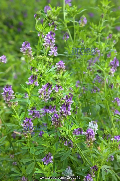  : Lucerne  /  Alfalfa flowers