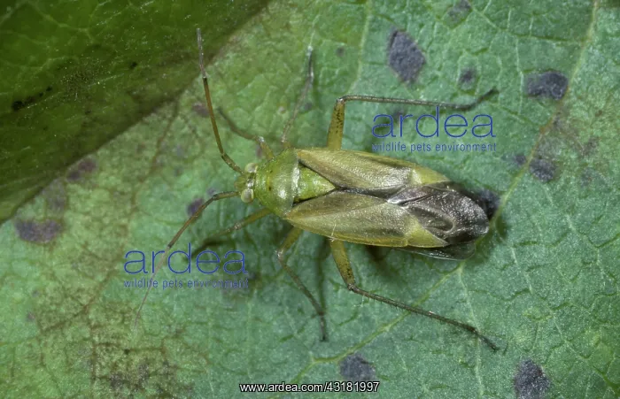 : Lucerne bug : Lucerne bug