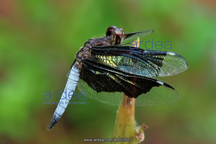 : Lucia Widow dragonfly : Lucia Widow dragonfly