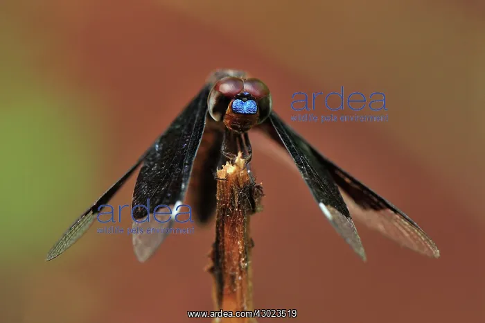 : Lucia Widow dragonfly : Lucia Widow dragonfly