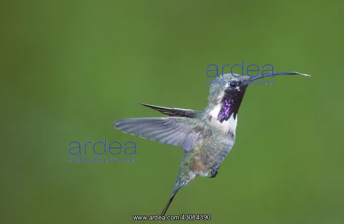 : Lucifer Hummingbird : Lucifer Hummingbird