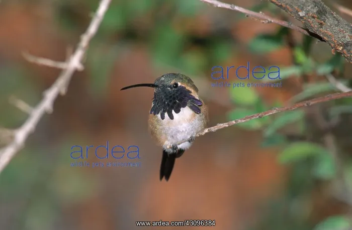 : Lucifer Hummingbird (Calothorax lucifer) : Lucifer Hummingbird (Calothorax lucifer)