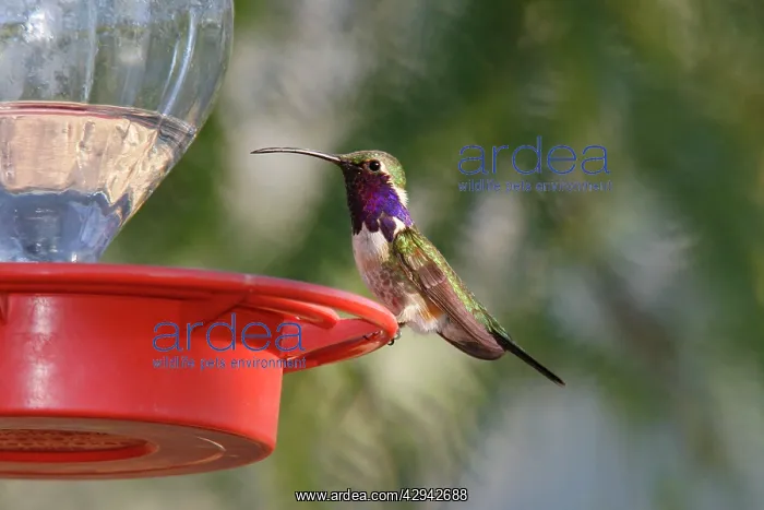 : Lucifer Hummingbird - at feeder in Sierra Vista : Lucifer Hummingbird - at feeder in Sierra Vista