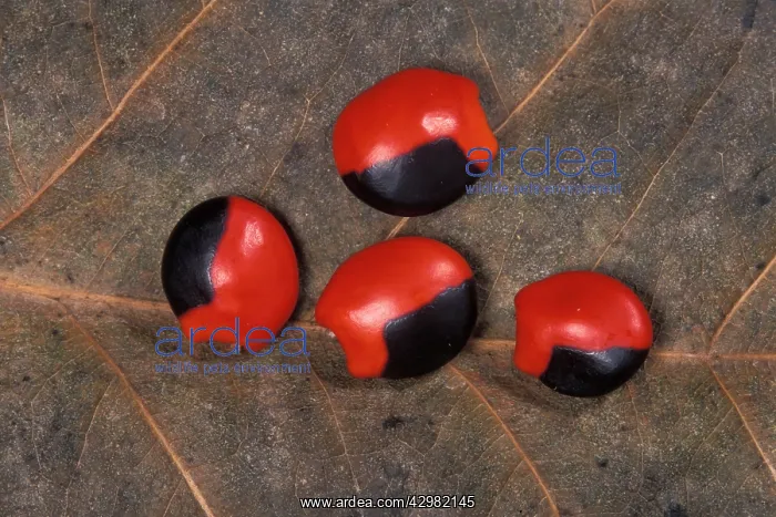 : Lucky Bean Seeds : Lucky Bean Seeds