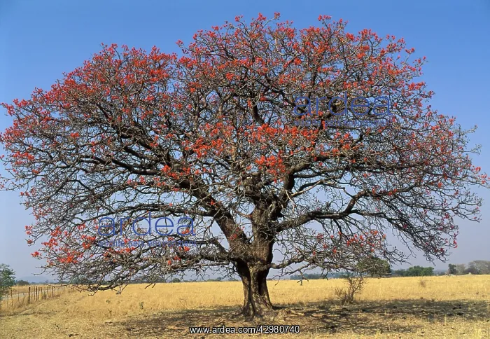 : Lucky-bean Tree - Flowering : Lucky-bean Tree - Flowering