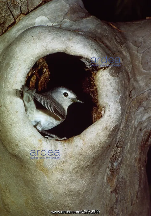 : LucyIs Warbler - at nest : LucyIs Warbler - at nest