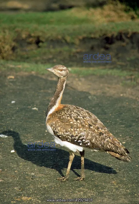  : Ludwig's Bustard