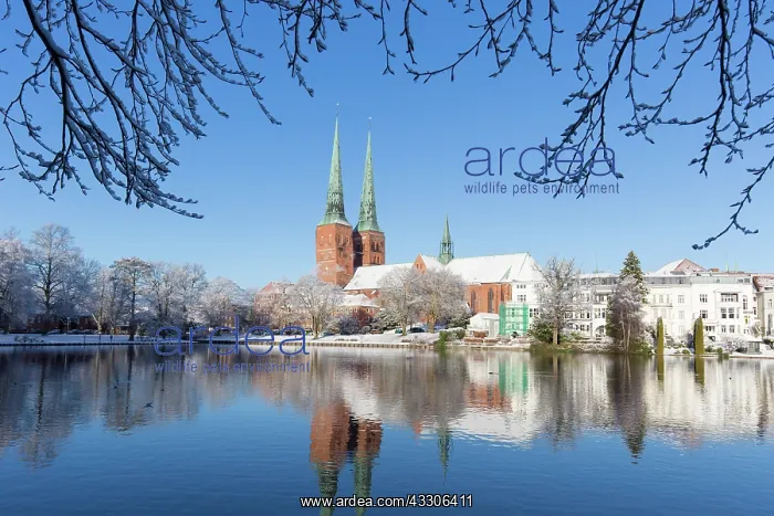 : Luebeck Cathedral in winter - Hanseatic town Luebeck : Luebeck Cathedral in winter - Hanseatic town Luebeck