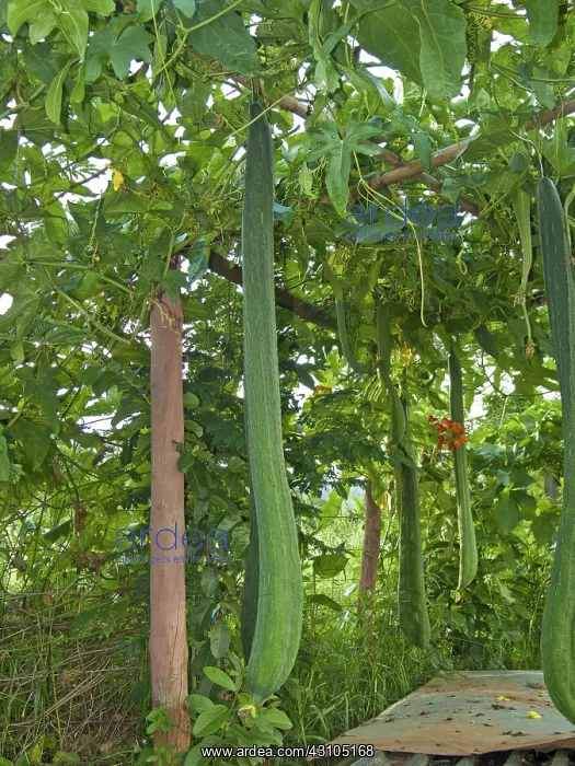 : Luffas growing : Luffas growing