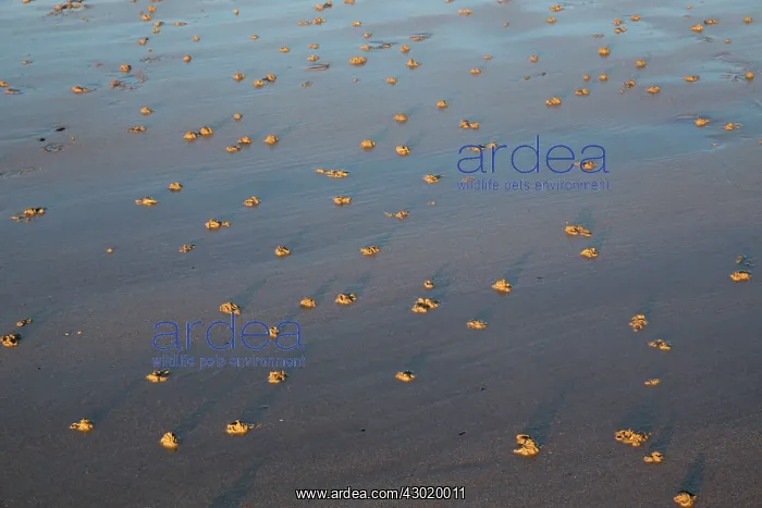 : Lug Worm Casts on beach : Lug Worm Casts on beach