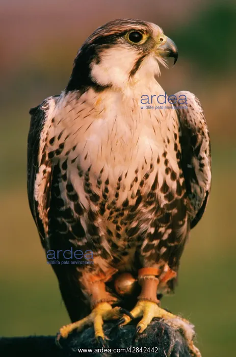 : Lugger / Lagger Falcon : Lugger / Lagger Falcon