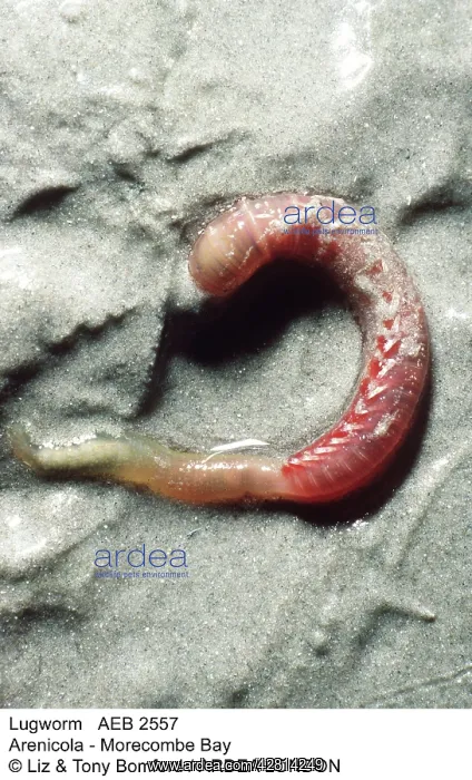  : Lugworm (Arenicola). Morcombe Bay