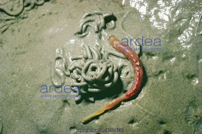 : LUGWORM & CAST - food for wading birds and used : LUGWORM & CAST - food for wading birds and used