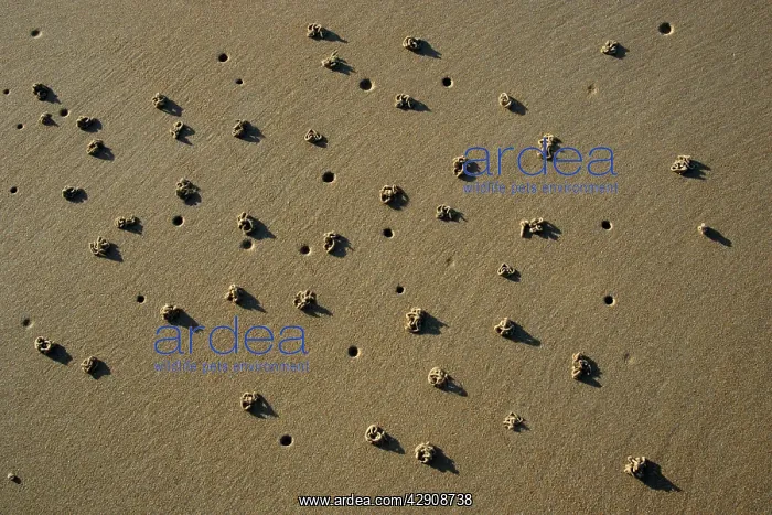 : Lugworm - cast and holes on sandy beach : Lugworm - cast and holes on sandy beach