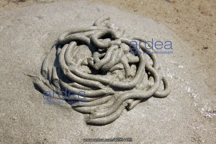 : Lugworm - casts on a beach : Lugworm - casts on a beach