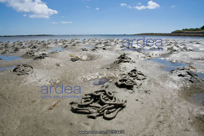 : Lugworm - casts on a beach : Lugworm - casts on a beach