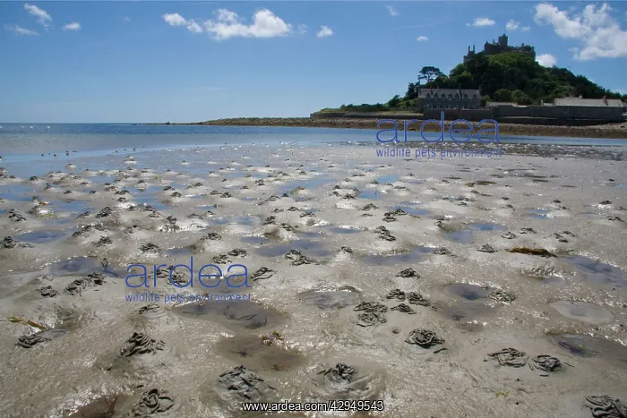 : Lugworm casts - photographed at low tide with St : Lugworm casts - photographed at low tide with St