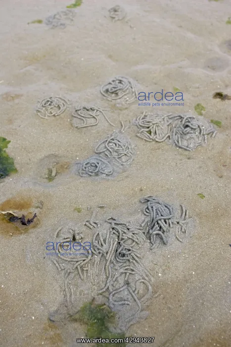 : Lugworm casts on sandy beach : Lugworm casts on sandy beach