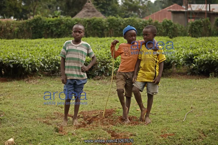 : Luhya boys, Kakamega forest, Western province, Kenya : Luhya boys, Kakamega forest, Western province, Kenya