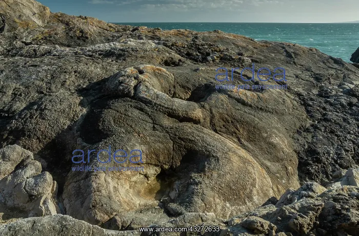 : Lulworth Fossil forest, on the Jurassic coast of : Lulworth Fossil forest, on the Jurassic coast of